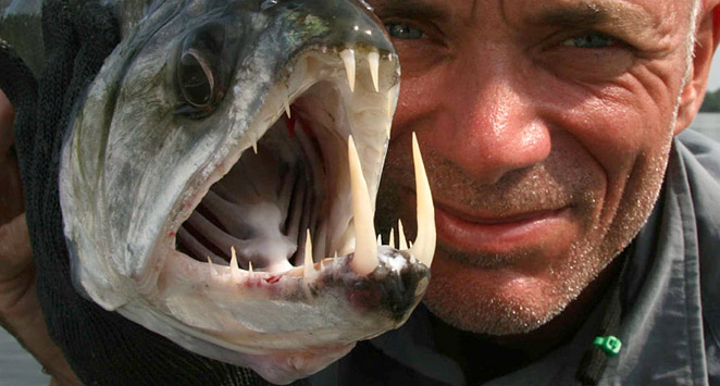 man eating catfish river monsters