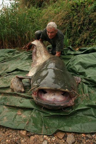 giant catfish river monsters
