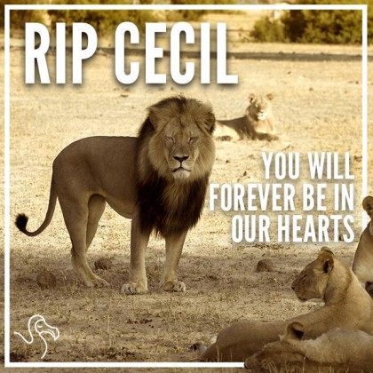 A Very Uneasy Death: Social Media and Cecil the Lion